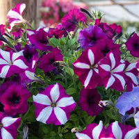 Petunia Seeds Petunia for Planting in Flower Bed & Garden