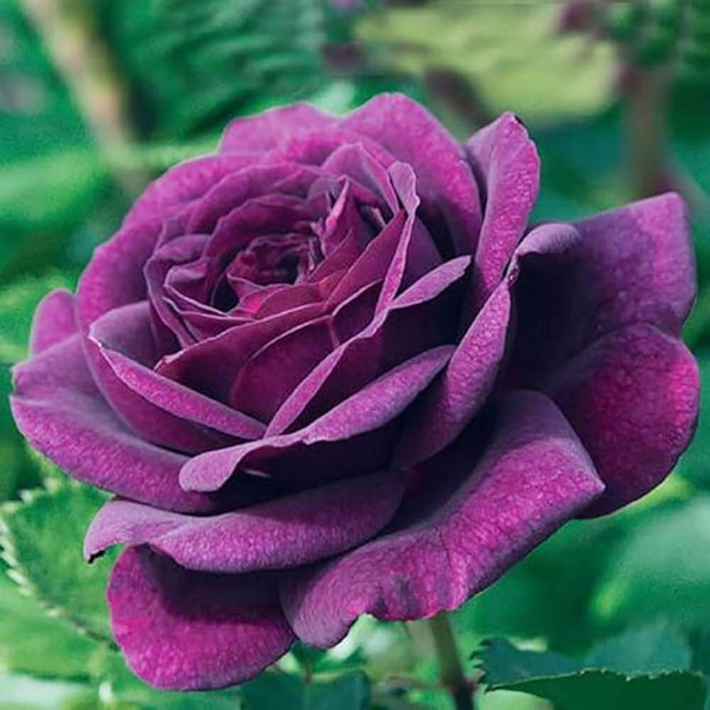 Pink Dark Violet MultiColor Rose Flower Seeds for Planting Hardy Variety Heirloom & GMO Free Seeds for Home Garden
 
 Sale