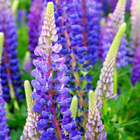 Mixed Tutti Frutti Lupine Flower seeds for Planting - Bright Blooms, Heirloom & GMO Free Seeds for Home Garden
