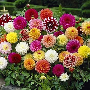 Dahlia tubers producing colorful garden flowers