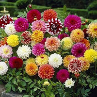 Dahlia tubers producing colorful garden flowers