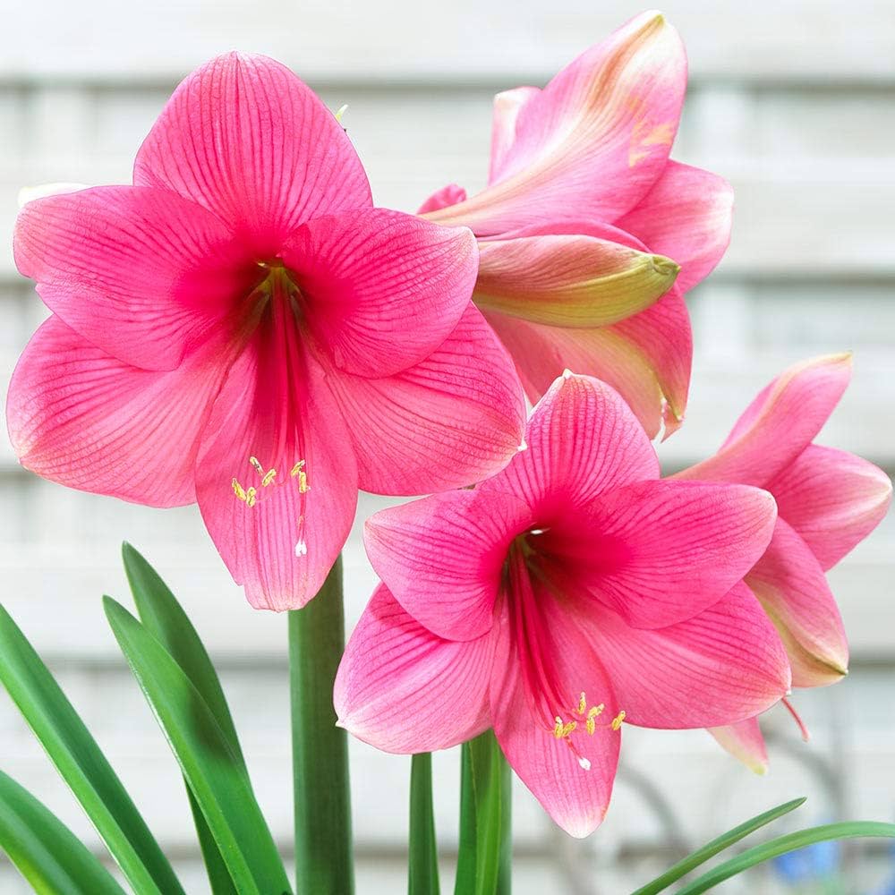 Pink Amaryllis Zwiebeln Flower Seeds - Perfect for Planting in Your Garden
