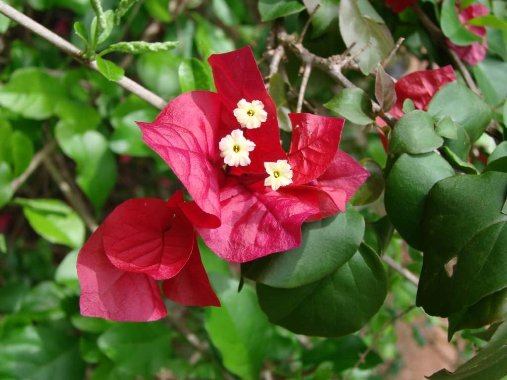 Bougainvillea Flower seeds for Planting Shade Tolerant Heirloom & GMO Free Seeds for Home Garden