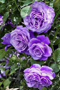 Light Purple Rose Flower Seeds for Planting Fragrant Blossoms Heirloom & GMO Free Seeds for Home Garden
 
 Sale