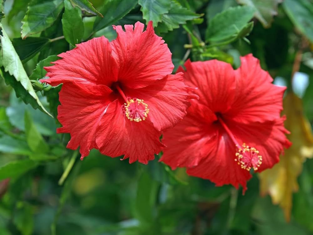 Mixed Hibiscus Hibiscus Rosa-Sinensis Seeds for planting in patio garden