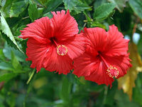 Mixed Hibiscus Hibiscus Rosa-Sinensis Seeds for planting in patio garden