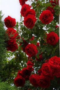 Red Climber Flower seeds for Planting - Easy to Grow, Heirloom & GMO Free Seeds for Home Garden