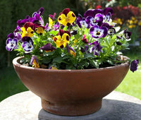 Pansy Viola Tricolor Mixed Flower Seeds