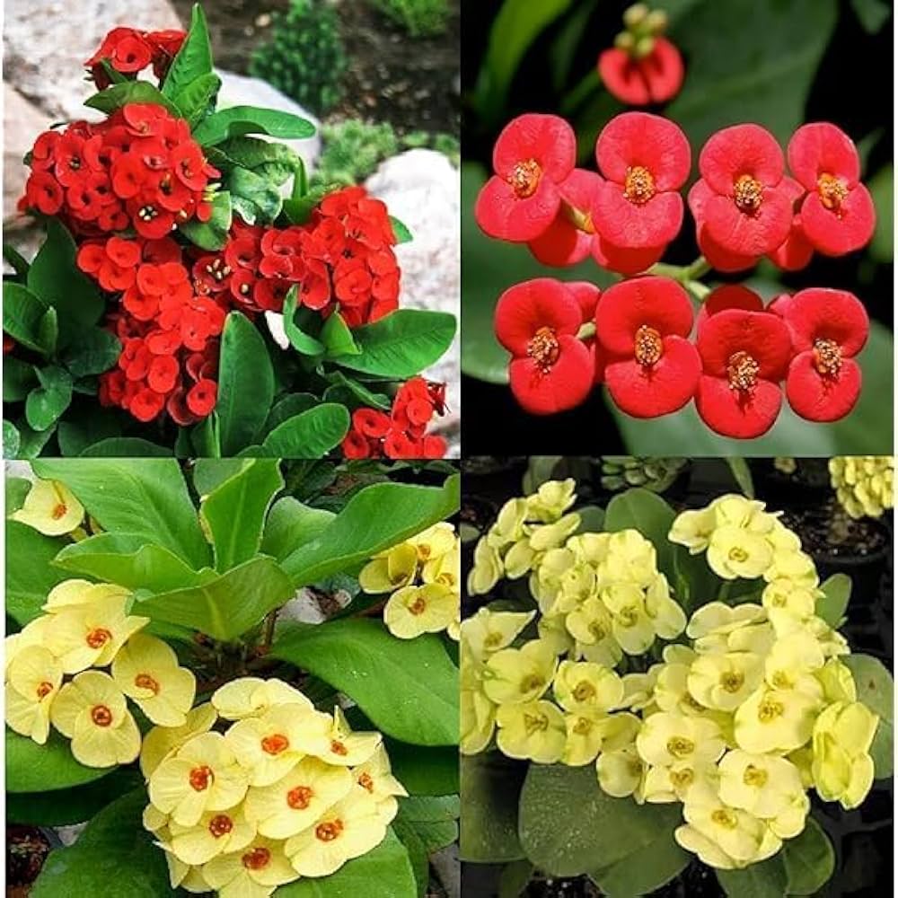 Mixed Euphorbia Milii Hybrid Flower seeds for Planting - Premium Quality, Heirloom & GMO Free Seeds for Home Garden