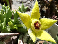 Stapelia Pulchella Flower seeds for Planting - Cut Flower Favorite, Heirloom & GMO Free Seeds for Home Garden