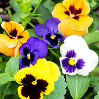Mix Pansy Flower seeds for Planting - Premium Quality, Heirloom & GMO Free Seeds for Home Garden