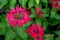 Red Monarda Flower seeds for Planting - Pollinator Friendly, Heirloom & GMO Free Seeds for Home Garden