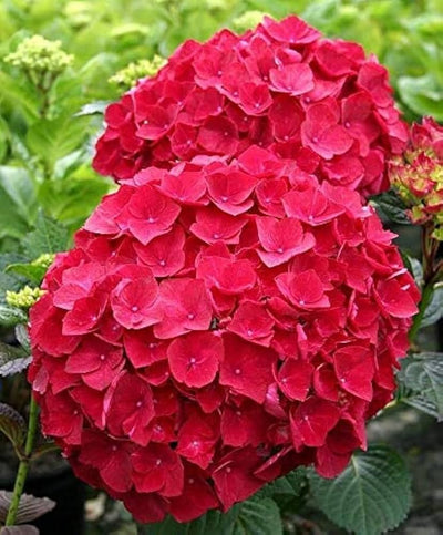 100 Pcs