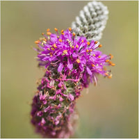 Purple Prairie Clover Seeds for Vibrant, Purple Flowers