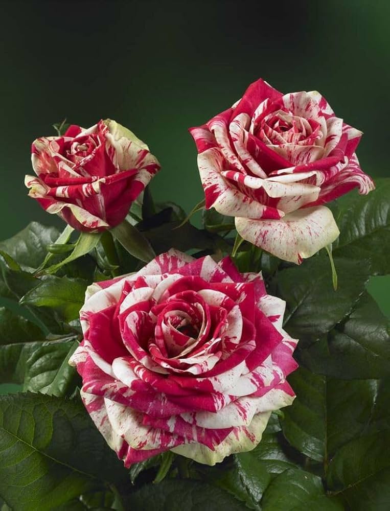 White Pink Rose Flower seeds for Planting - Cottage Garden Essential, Heirloom & GMO Free Seeds for Home Garden