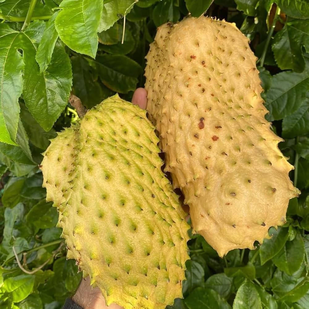 Giant Soursop Planting Seeds for Growing Exotic Fruit - Premium Quality, Easy to Grow