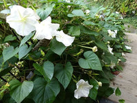 Moonflower Ipomoea alba Seeds for Planting in Night Gardens