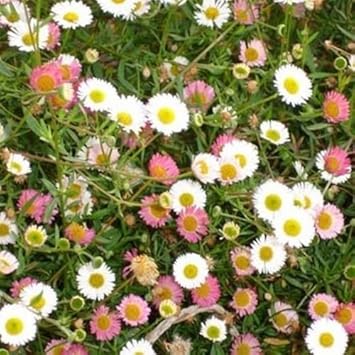 Mixed Karvinskianus Flower seeds for Planting - Premium Quality, Heirloom & GMO Free Seeds for Home Garden
 
 Sale seeds for planting in home garden