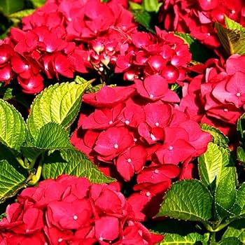 Red Baron Hydrangea Flower seeds for Planting - Premium Quality, Heirloom & GMO Free Seeds for Home Garden