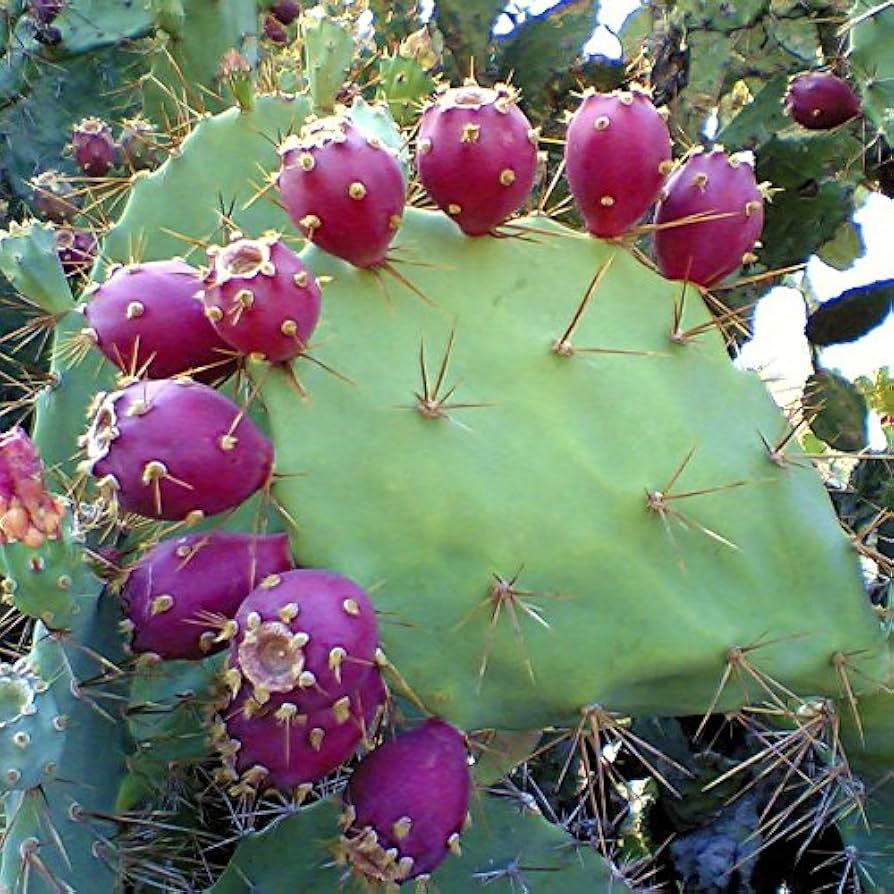Opuntia Pink Cactus Seeds for Planting | Unique Desert Plant