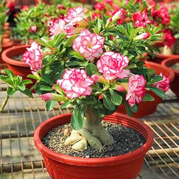 Adenium Seeds for Planting  Grow Stunning Desert Rose Flowers at Home