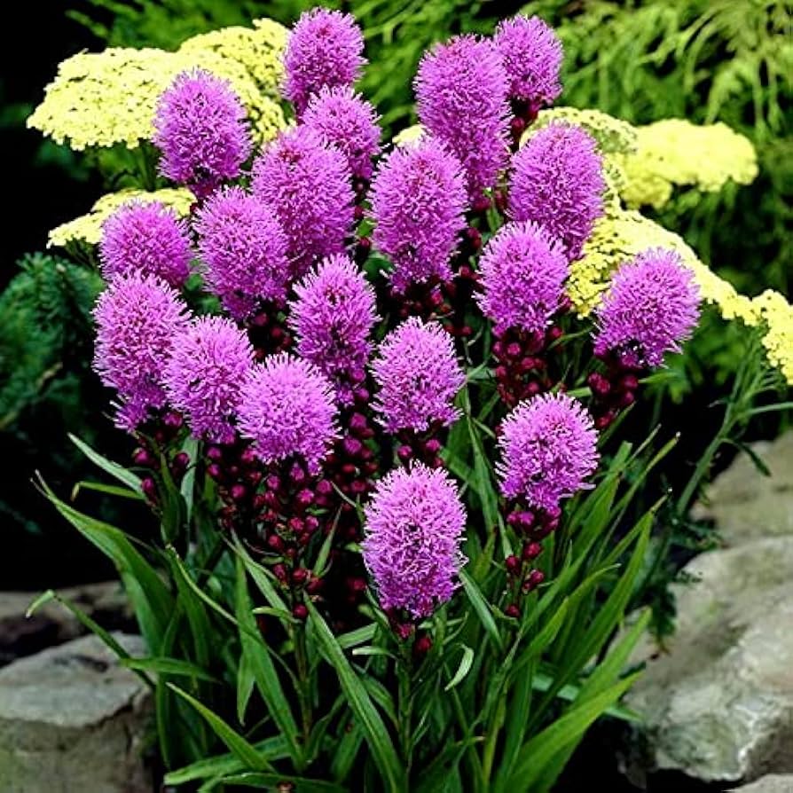 Prachtscharte Flower seeds for Planting Pollinator Friendly Heirloom & GMO Free Seeds for Home Garden 
 
 Sale