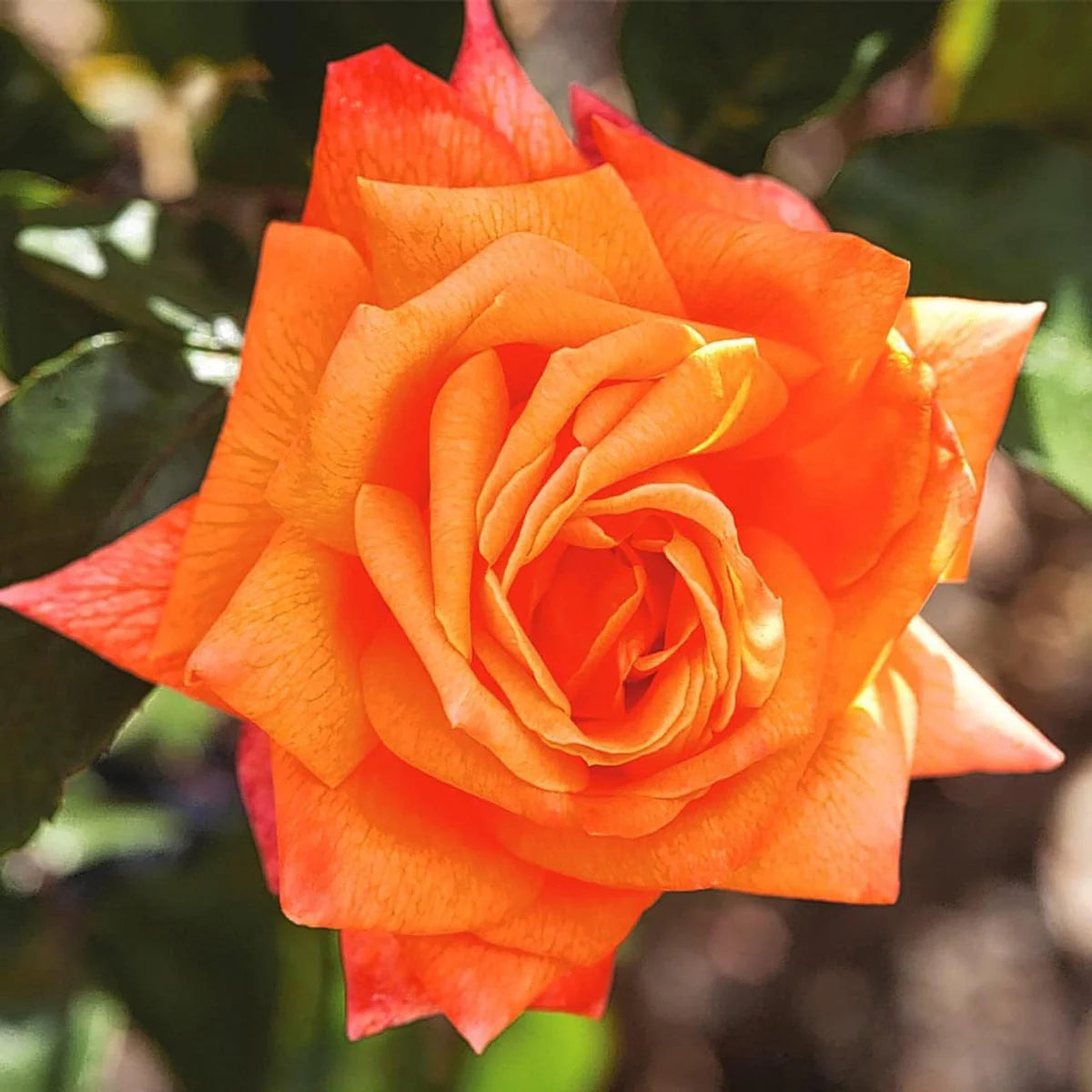 Yellow Orange Rose Flower seeds for Planting - Perfect for Borders, Heirloom & GMO Free Seeds for Home Garden