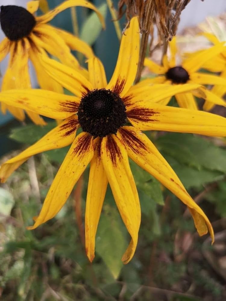 Yellow Rudbeckia Triloba Flower seeds for Planting Hardy Variety Heirloom & GMO Free Seeds for Home Garden 
 
 Sale