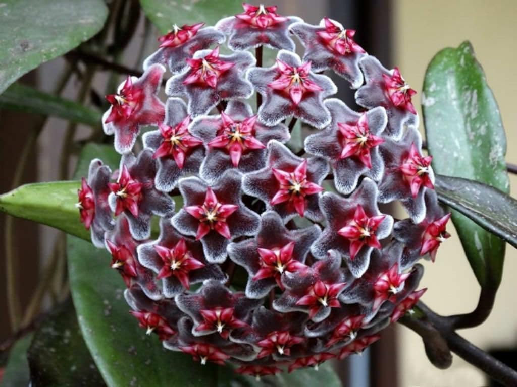 Purple (Purple Red) seeds for planting in home garden