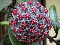 Purple (Purple Red) seeds for planting in home garden