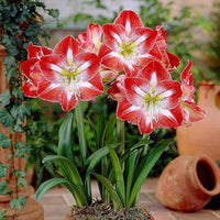 Red White Amaryllis Flower Seeds for Garden Hardy Variety Heirloom & GMO Free Seeds for Home Garden
 
 Sale