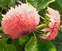 Pink Pooh Sunflower Seeds for garden planting and seasonal blooms