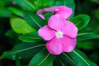 Ornamental Pots in Garden Vinca Nayantara Flower Seeds