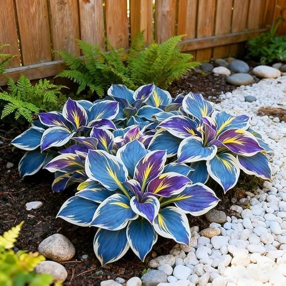 Hosta Jardin Mix Lily Flower Seeds for Planting - Perennial Garden Beauties