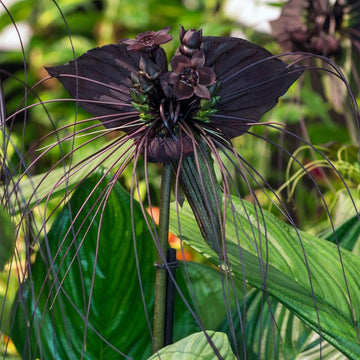Tacca Chantrieri Flower seeds for Planting Easy to Grow Heirloom & GMO Free Seeds for Home Garden