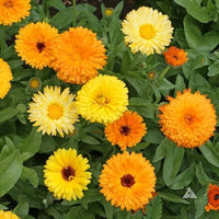 Calendula Triangle Flower Seeds – Tri-Color Re-Seeding Annual Blooms
