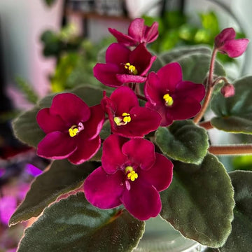 African Violet Red Flower Seeds For Unique Ground Cover | Exotic Blooms
