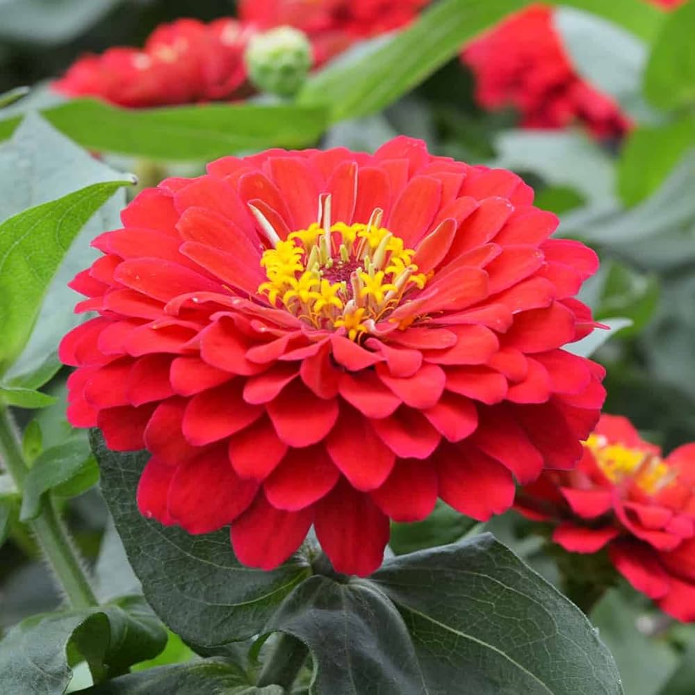 Light Red Zinnia Flower seeds for Planting Seasonal Bloomer Heirloom & GMO Free Seeds for Home Garden