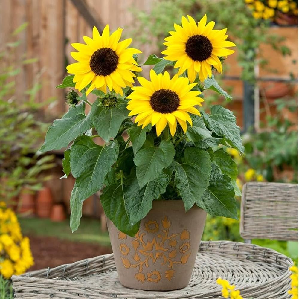 French Dwarf Sunflower Seeds for Planting flower bed