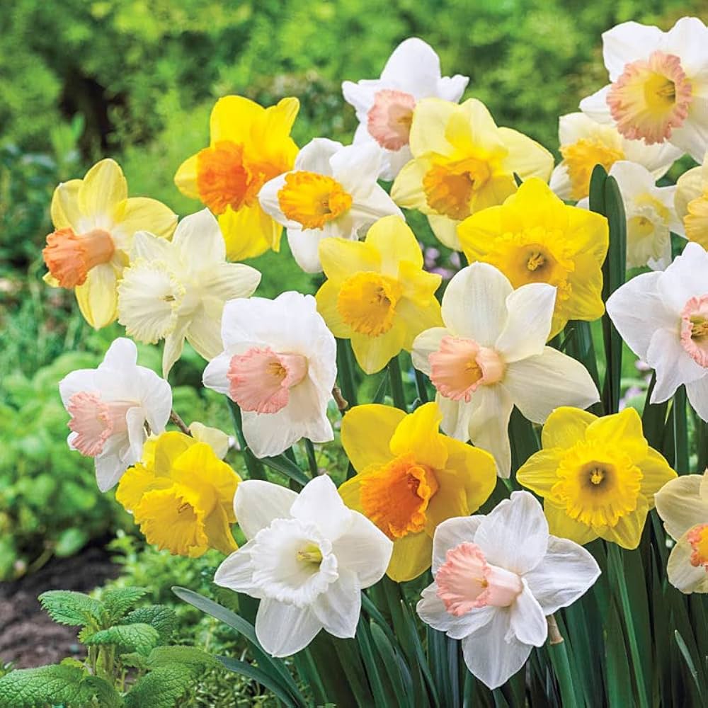 Mixed Daffodil bulbs for planting in a garden