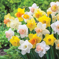 Mixed Daffodil bulbs for planting in a garden