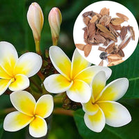 Plumeria Agave Plumeria spp Rare Mayan Flower Seeds for Planting in Tropical Garden