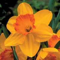 Orange Daffodil Flower seeds for Planting Sun Loving Heirloom & GMO Free Seeds for Home Garden
