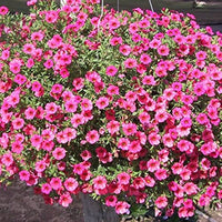 Pelletized Logro Floribunda Rose Vein Petunia Seeds for Striking Garden Displays