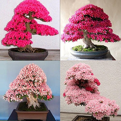 100 Pcs