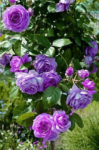 Light Purple Climbing Rose Flower seeds for Planting - Premium Quality, Heirloom & GMO Free Seeds for Home Garden