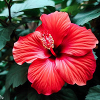 Hibiscus Rosa-sinensis Flower Seeds for Planting in Flower Bed and Tropical Garden