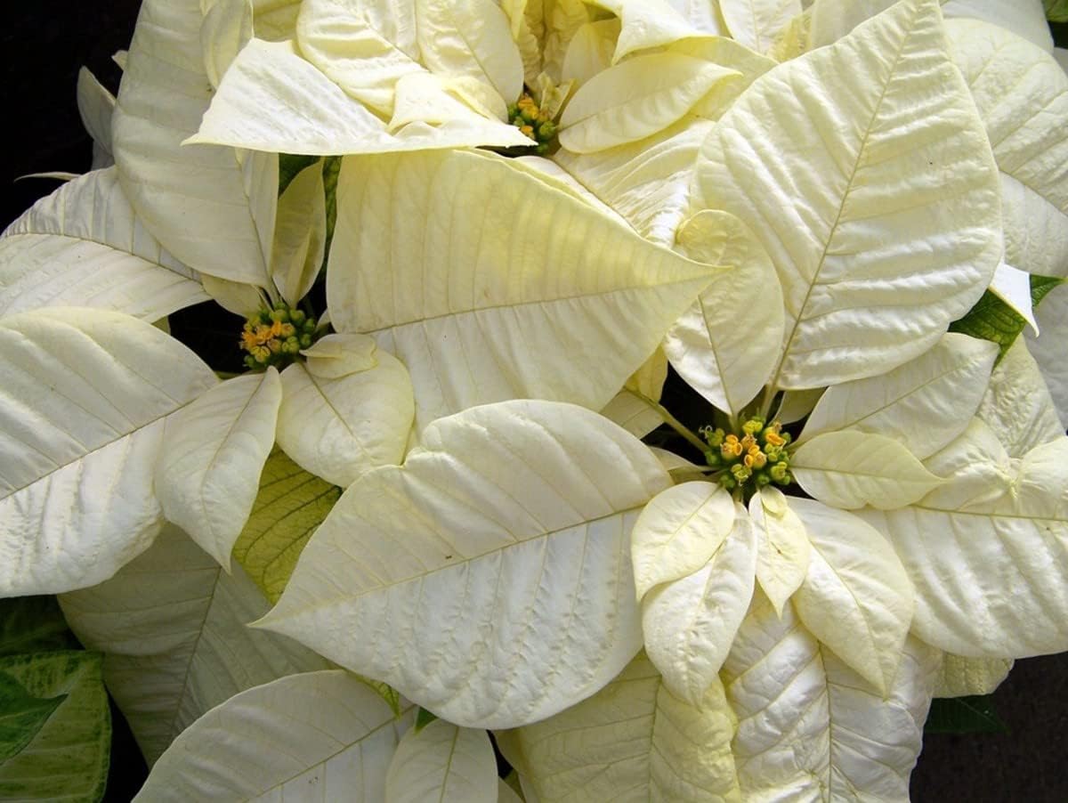 White Poinsettia Flower seeds for Planting - Hardy Variety, Heirloom & GMO Free Seeds for Home Garden
 
 Sale seeds for planting in home garden