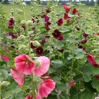 Hollyhock Flower Seeds Colorful Garden Flowers for Home Planting