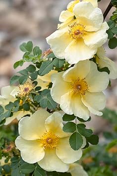 White Rosa Xanthina Flower Seeds for Planting Long Bloom Season Heirloom & GMO Free Seeds for Home Garden
 
 Sale